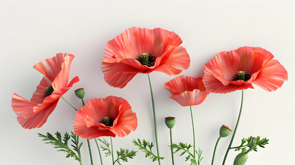 Fototapeta premium Five red poppies with green leaves and buds on a white background.