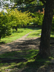 Obraz premium スポーツ公園の森の中の小道