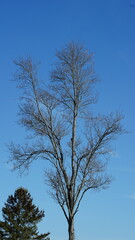 The wild forest view in the countryside of the city in winter