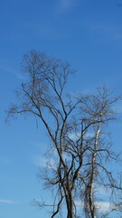 The wild forest view in the countryside of the city in winter