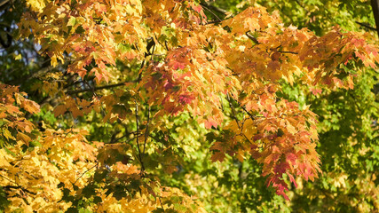 A close-up of vibrant fall foliage in shades of orange, yellow, and green, captured during a sunny autumn day