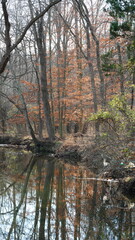 Obraz premium The wild forest view in the countryside of the city in winter