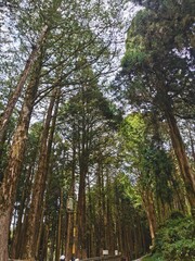 trees in the forest