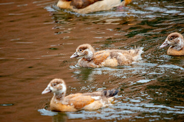 Gruppe von jungen Nilgansküken
