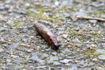 snail on the ground