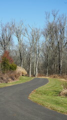 The wild forest view in the countryside of the city in winter
