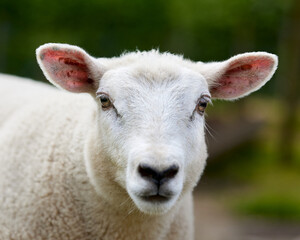 Close up head shot of white lamb on meadow