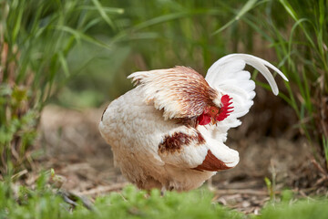 Rooster cleans his feathers outside in garden in high grass