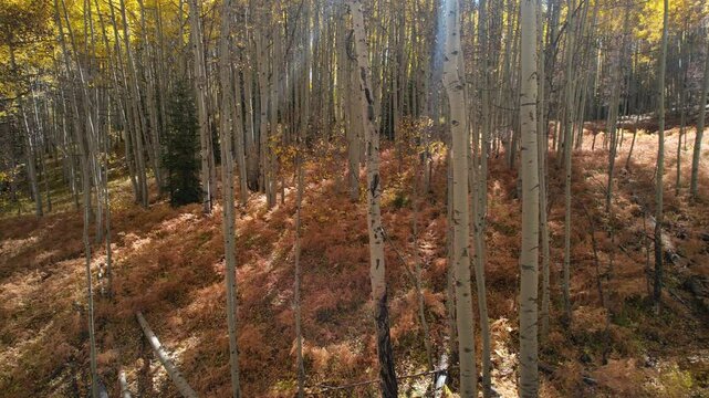 Falling Yellow Leaves In A Large Aspen Forest. Pan Right 