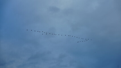 The birds flying in the blue sky freely
