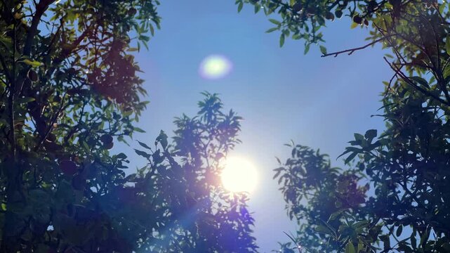 An almond tree hung with ripening green nuts against a sunny sky. Unripe green almonds hanging from the branches on a sunny day. Fresh green almond fruits on a tree, through the sun's rays. 4К