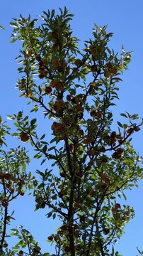 An almond tree hung with ripening green nuts against a sunny sky. Unripe green almonds hanging from the branches on a sunny day. Fresh green almond fruits on a tree, through the sun's rays. 4К