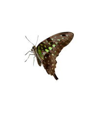 brown butterfly with green spots in up and still position