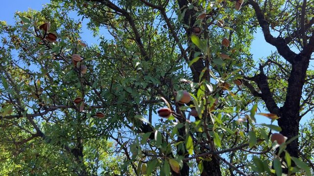 An almond tree hung with ripening green nuts against a sunny sky. Unripe green almonds hanging from the branches on a sunny day. Fresh green almond fruits on a tree, through the sun's rays. 4К