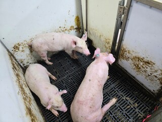 piglets in a farm