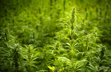 Cannabispflanzen im landwirtschaftlichen Anbau