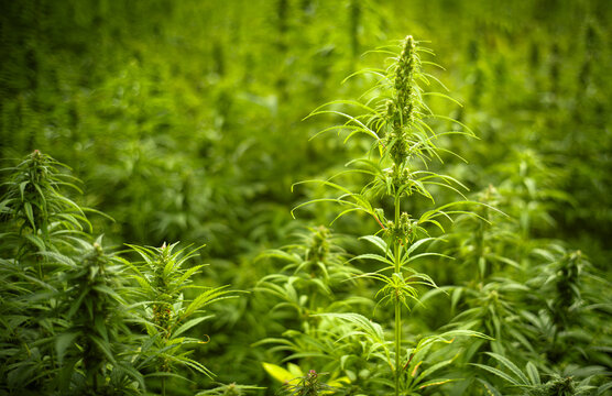Cannabispflanzen im landwirtschaftlichen Anbau