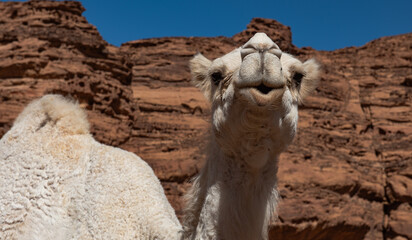 A camel home to Saudi Arabia looking like it is whistling a tune in the desert near Al Ula