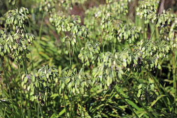 Macro image of Agapanthus seed heads, Norfolk England
