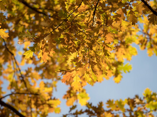 yellow autumn oak leaves against sky