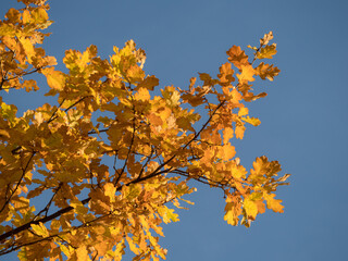 Obraz premium yellow autumn leaves against sky