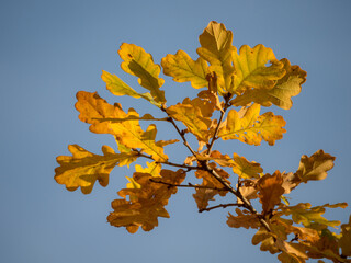 autumn oak leaves against blue sky