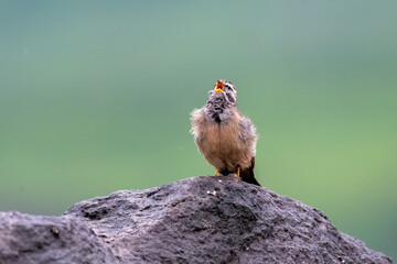 A striolated bunting calling loud during rains will sitting on a boulder on a hill on the outskirts...