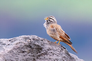 A striolated bunting calling loud during rains will sitting on a boulder on a hill on the outskirts...