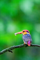 An Oriental dwarf kingfisher perched on top of a tree branch in the deep jungles on the outskirts of Panvel, Maharastra on a rainy monsoon day