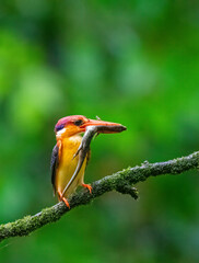 An Oriental dwarf kingfisher perched on top of a tree branch in the deep jungles on the outskirts...