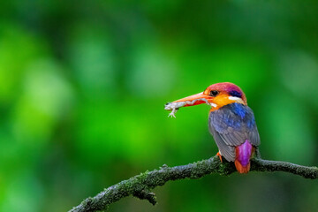 An Oriental dwarf kingfisher perched on top of a tree branch in the deep jungles on the outskirts of Panvel, Maharastra on a rainy monsoon day