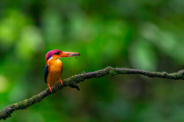 An Oriental dwarf kingfisher perched on top of a tree branch in the deep jungles on the outskirts of Panvel, Maharastra on a rainy monsoon day