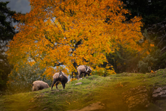 cabris d automne 