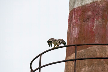 A bonelli's eagle flying away from its perched area on a water tank on the outskirts of Bhigwan, Maharastra 