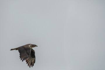 A bonelli's eagle flying away from its perched area on a water tank on the outskirts of Bhigwan, Maharastra 