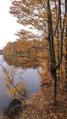 Autumn trees with golden leaves reflect in calm waters beside a peaceful riverbank in early fall