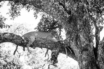 Leopard lying in a tree eating black and white photography wild life landscape