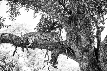 Leopard lying in a tree eating black and white photography wild life landscape