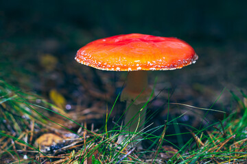 Mature Amanita Muscaria, Known as the Fly Agaric or Fly Amanita: Healing and Medicinal Mushroom with Red Cap Growing in Forest. Can Be Used for Micro Dosing, Spiritual Practices and Shaman Rituals