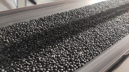 A close-up view of a conveyor belt filled with glossy black beans in a food processing facility...