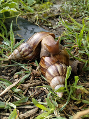 snail Two snails in the grass