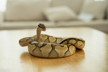 Obraz premium A small snake is laying on a wooden table