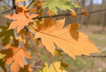 Leaf Safari An outdoor adventure or expedition focused on observ