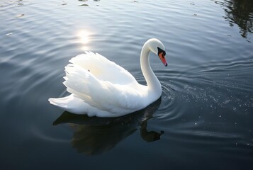 Fototapeta premium Stardust Swan A swan gliding over a lake its feathers trailing h