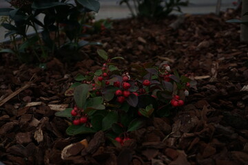 Red gaultheria berries with green leaves growing in tree bark, natural texture in a garden setting