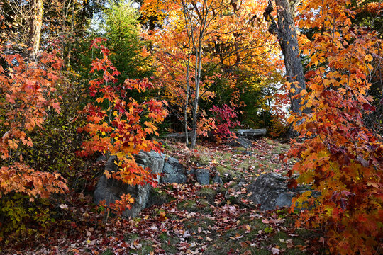 Brillaint fall leaf colors along a rustic hiking trail over bed rock