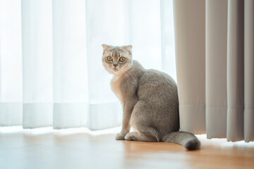 Scottish fold cat hides behind a linen curtain in the living room at home, copy space.