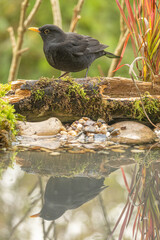 Amsel