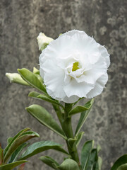 Gorgeous white Adenium flower in full bloom, with delicate petals showing intricate details. single white Adenium flower blooming, captured in a serene and minimalist setting. elegant white Adenium