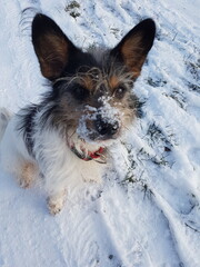 kleiner Hund mit Schnauze voller Schnee